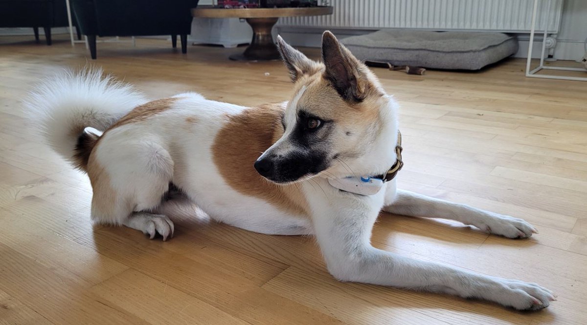 toarda's tweet photo. Also: it's #Groa's 2nd birthday today. She's been kicking it off with treats, lots of play and now a nap :) https://t.co/i2hO0ChFop