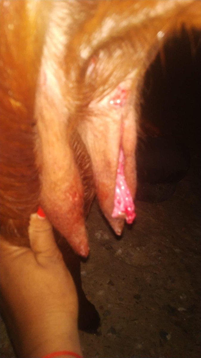 MJFCVAS's tweet photo. Late Night case Of Laceration of Teat Due to TOBARBED WIRE was managed and treated by the Clinical Faculty and Internship Students.#MJFCVAS https://t.co/x5pCL2Da3g