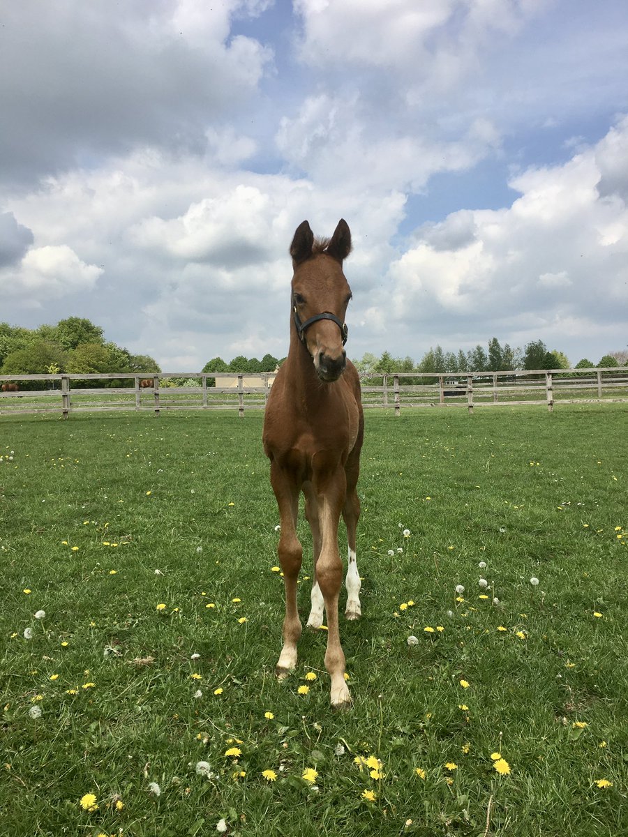 ParkwoodStud's tweet image. ⭐️Isaac Shelby⭐️
Incredible result for all involved @brianmeehanltd @S_Sangster @mantonracing 
Gr 2 winner on his second start. Incredible result for breeder Elaine Chivers. Exciting update for his dam Kentucky Belle who was purchased by @rkba_com. @ChiversMB @SaracenTB