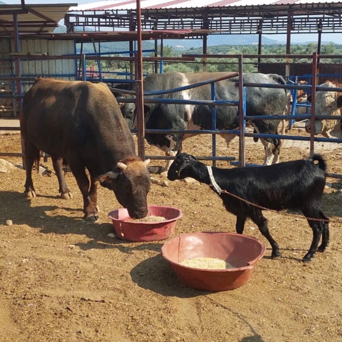 Mersin’de kurban edileceğini anlayınca denize kaçıp 600 metre yüzen keçi Karakız’ı sahiplenmiştik. 🐐

Karakız artık Ferdinand’ın yanında. 💚