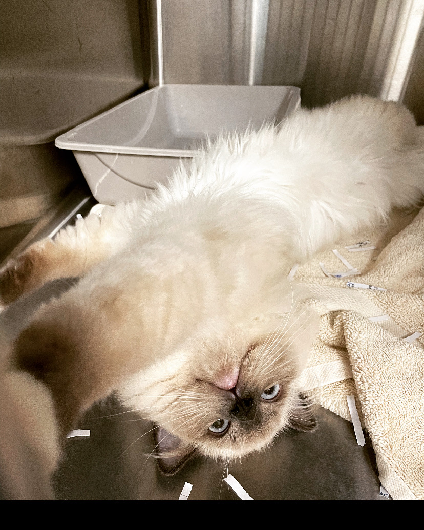 Rainy Saturdays be like.. 🐈🥱🛌🌧
#Caturday #CaturdaySaturday #Phillyfelines #phillypets