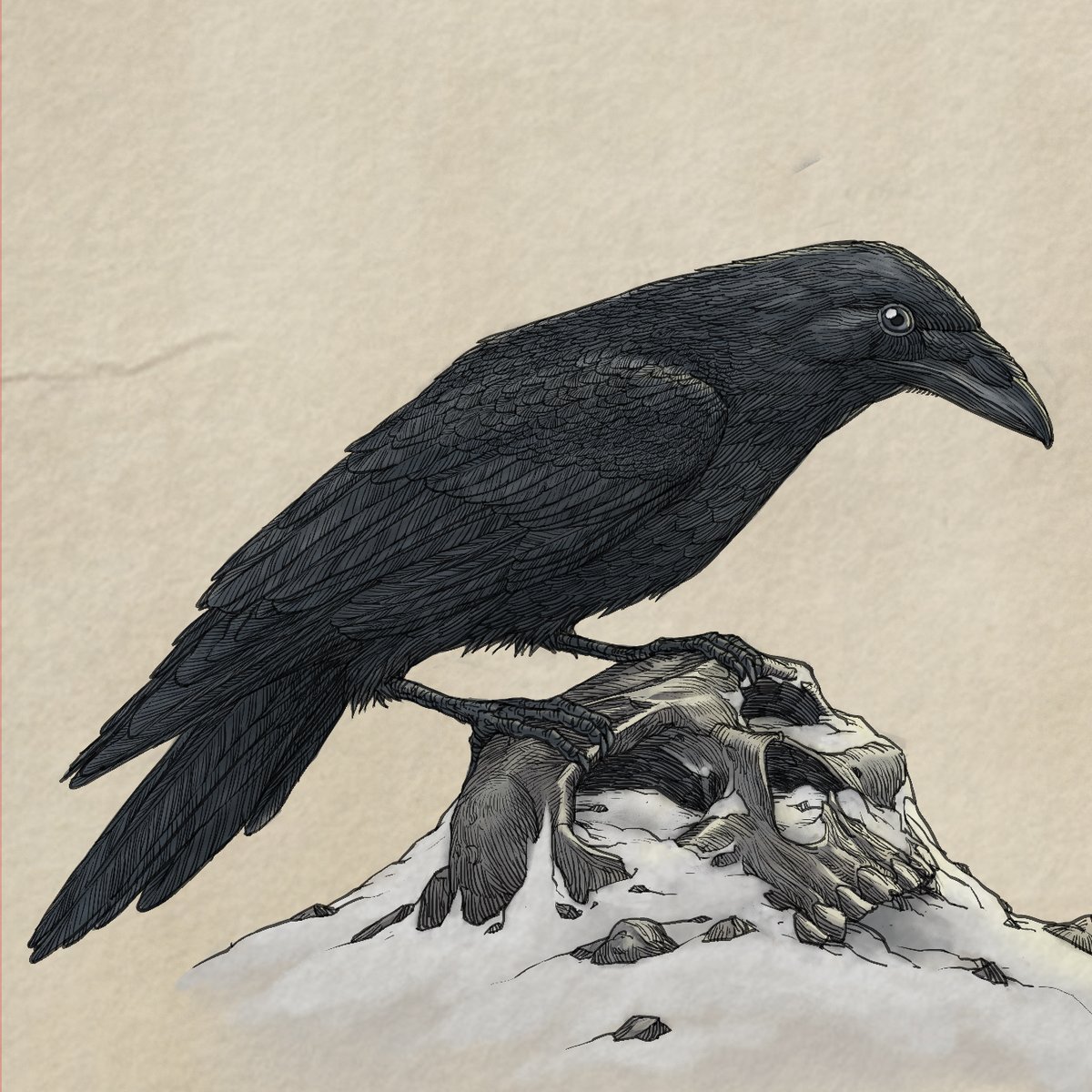 Not a cliché drawing of a crow perching on a human skull.