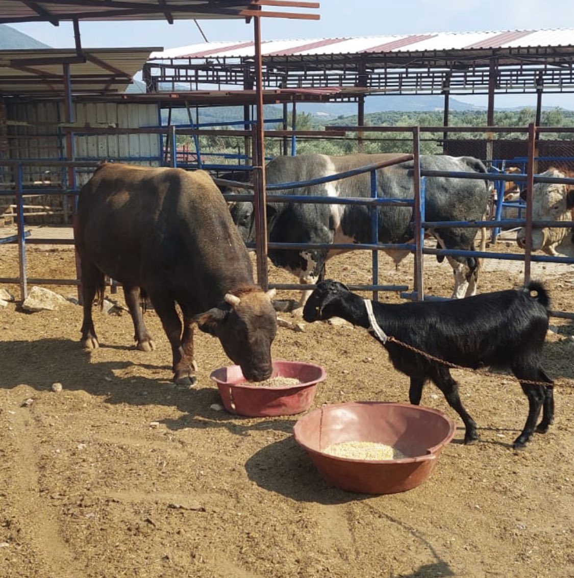 Kurban edileceğini anlayınca denize kaçan Karakız’ı sahiplenmiştik. Şu andan itibaren Ferdinandın yanında💚💚