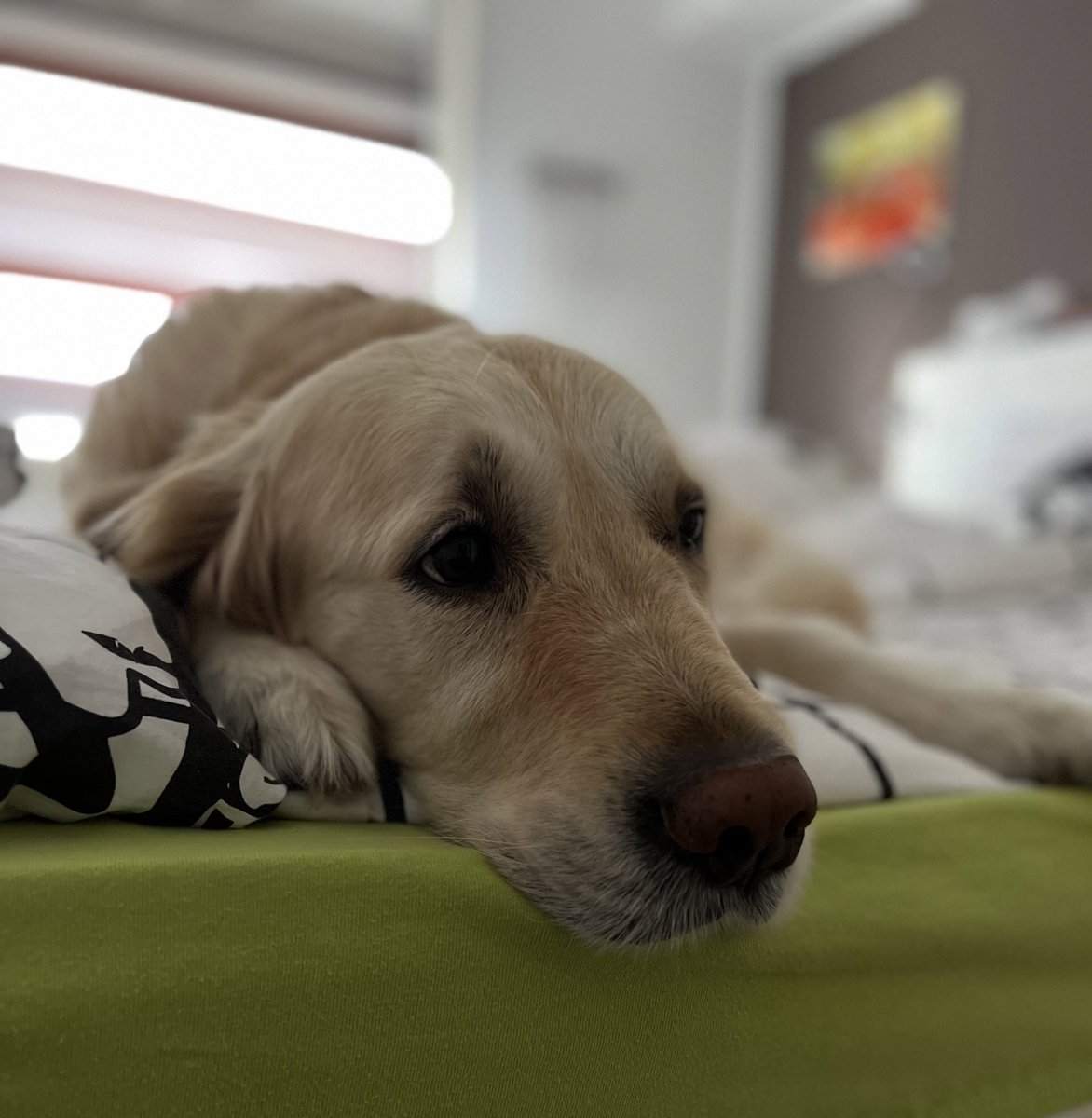 TinkeAndBalou's tweet photo. Saturday afternoon chill 😊
#Balou #dogsoftwitter https://t.co/skofJsJncb