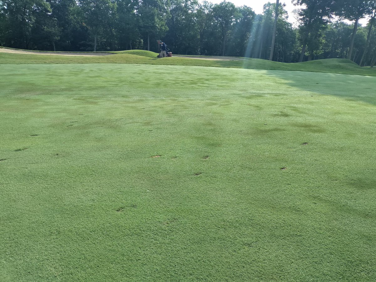 What's the best preventative &amp; curative treatment for localized dry spot (LDS)