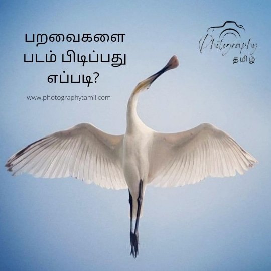 Phototamilcom's tweet photo. முழு கட்டுரை உங்களுக்காக 👇
https://t.co/SW6g7l0k7L

#photography #TamilNadu #photographer #SriLanka #photographytamil https://t.co/Pmyf24ISdA