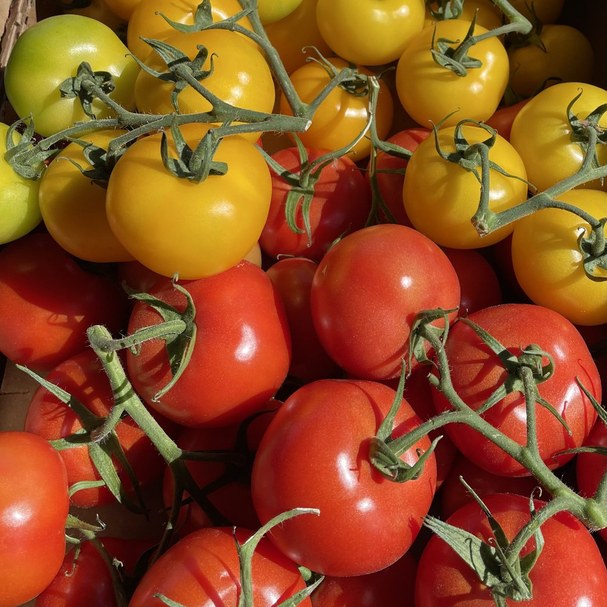 CristinaBerry10's tweet photo. Day 8 #favoritefruit 
I don’t like fruit so…
#tomatoes #locallygrown 
#summerphotochallenge
#bhsummer22 @BustedHalo https://t.co/6guvNM1lzp