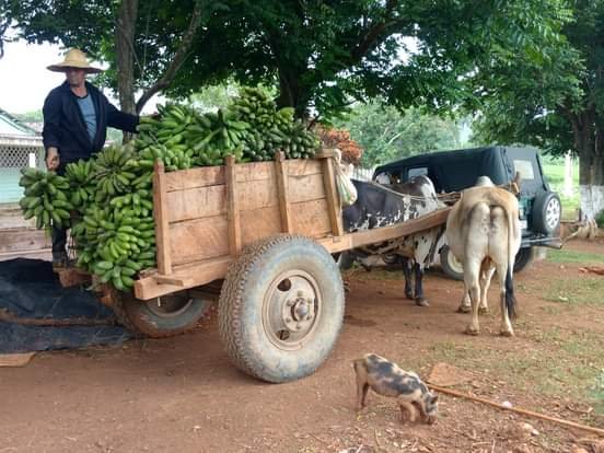 MinasMatahambre's tweet photo. La cosecha a gran escala de plátanos en la UBPC "Los Burros" #MinasdeMatahambre #PinardelRío responde a la autonomía alimentaria que procura la #AsambleaPoderPopular https://t.co/6OoiZsBdEA
