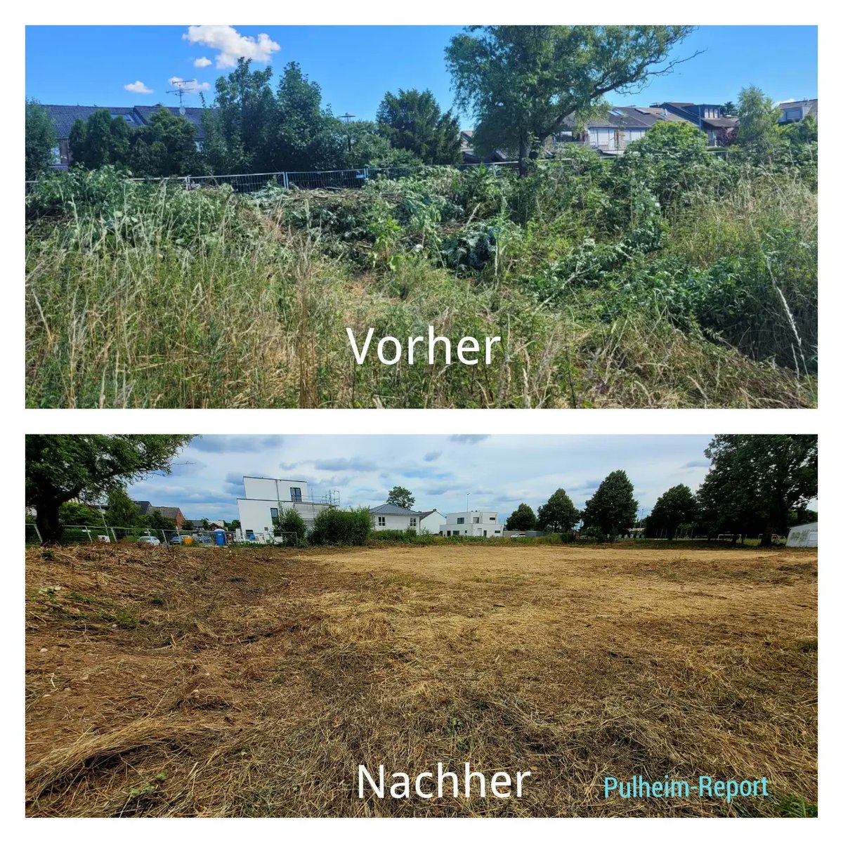 Sinnersdorf: Kahlschlag in Vogelschutzzeit - Alle Infos im Artikellink 
#Pulheim #sinnersdorf #pulheimreport #rheinerftkreis #naturschutz #natur #vogelschutz pulheimreport.de/Kahlschlag-auf…