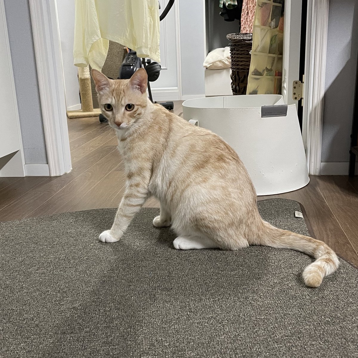 kere520's tweet photo. I want a kitty like that too https://t.co/Gf49MsnoXe