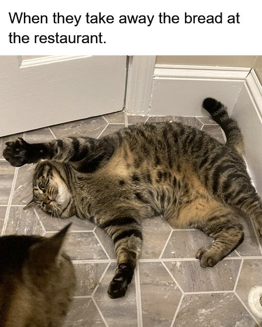 Litterbox tweet media