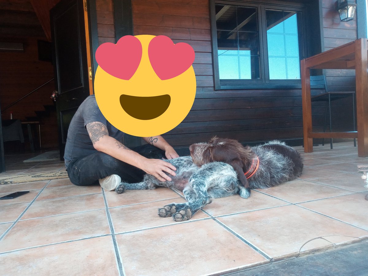 sensitivity021's tweet image. Todos merecemos que nos mimen y nos cuiden.
Los adoptamos hace una semana y es increíble como demuestran el agradecimiento de darles un hogar.
Son yayitos, 10 y 8 años, no se han separado nunca. Y merecen una vejez llena de cariño y cuidados.