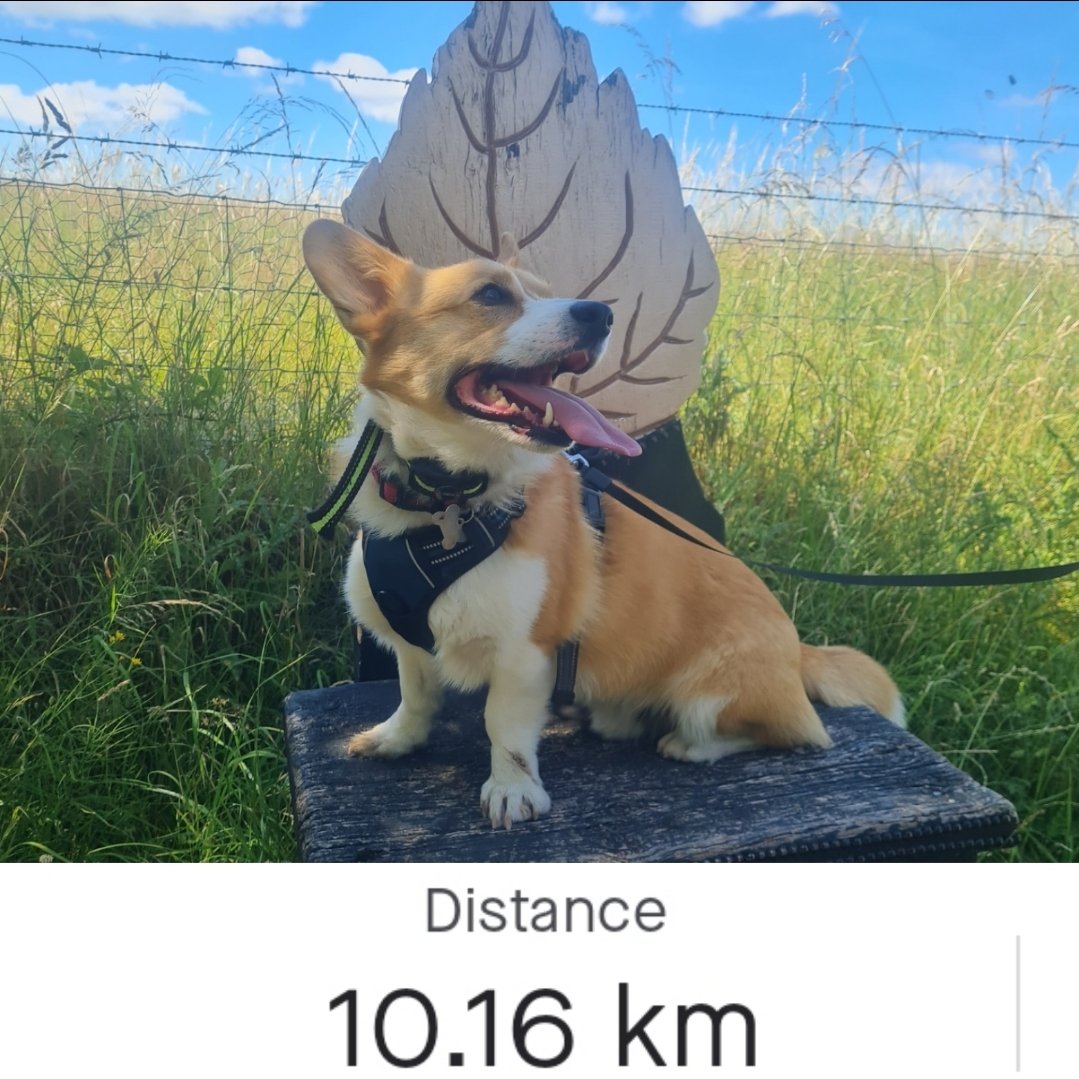abzzjazz's tweet photo. Virtual 10k for @SpecialEffect complete! 🎉💙🧡

We set off on an early start to skip the heat ☀️ 

Thank you to everyone who donated and good luck to those who will be running later today and tomorrow! 

https://t.co/dDzvFTWVIx https://t.co/e4E5u562bd