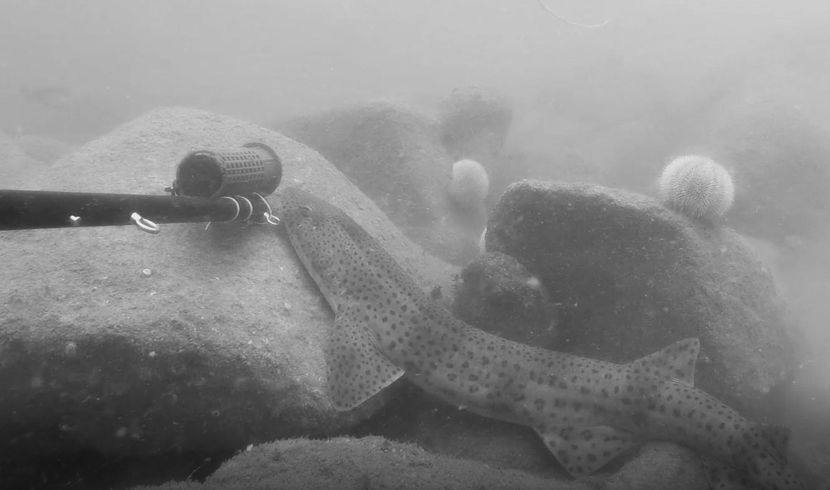 A super busy week starting a new job and slowly working towards the end of my BRUV videos 📷 Great to add some Spiny lobsters to the data sheet along with some rather impressive Bull huss and even a grey seal! 
@MarineVertsMSc #BRUVS #MVEC