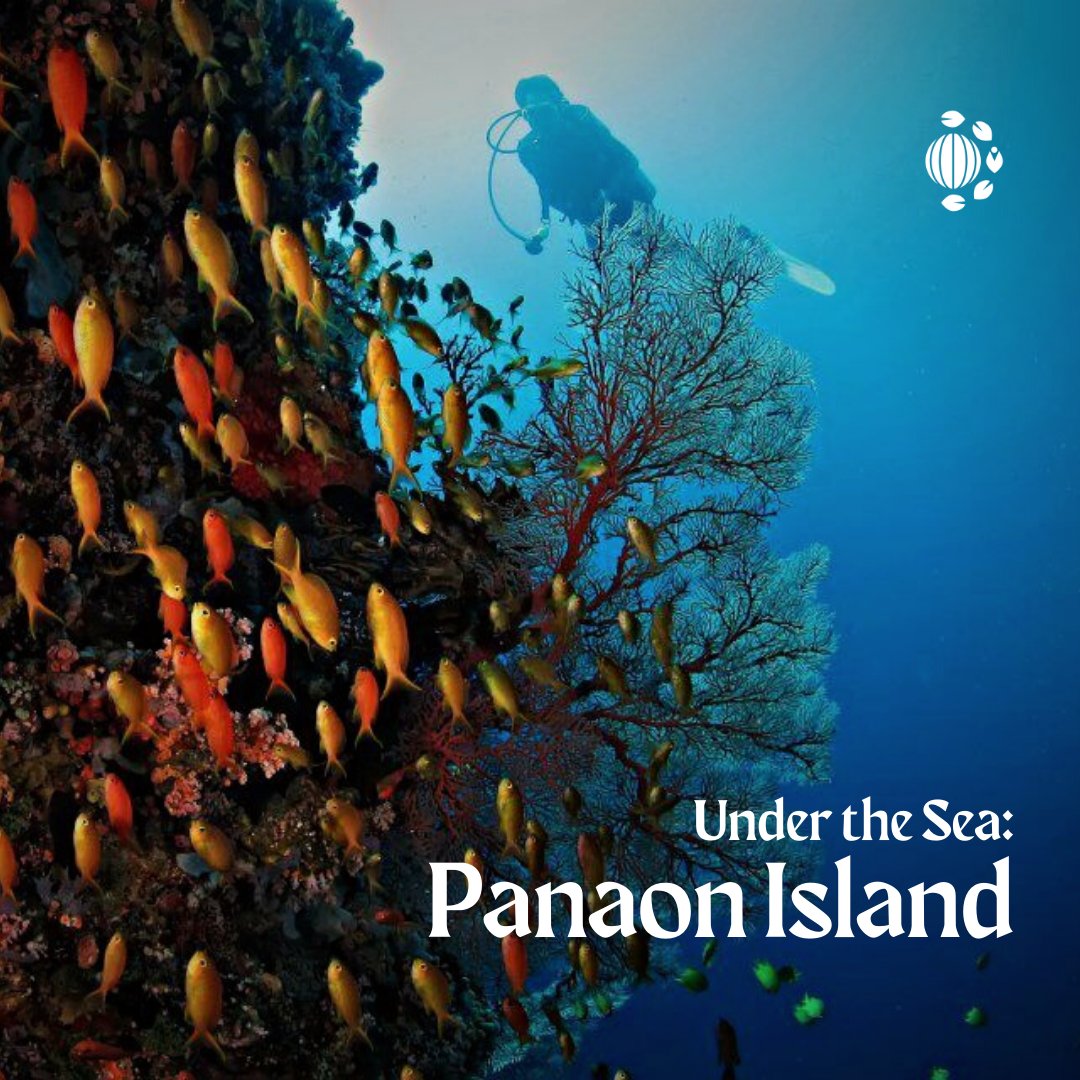 yacapvisayas's tweet photo. Summer isn't over just yet! 🏖

Panaon Island is home to diverse marine life but especially its picturesque reefs.

Located in Southern Leyte, Panaon is truly a manifestation of the Coral Triangle– after all, it is home to about 250 different species of corals. (1) https://t.co/mzMNQhVjoi