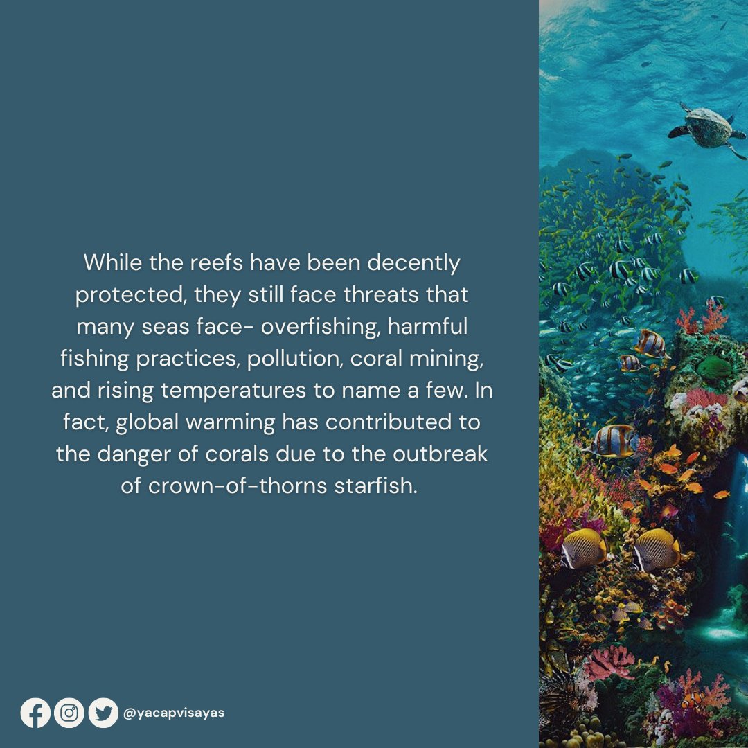 yacapvisayas's tweet photo. Summer isn't over just yet! 🏖

Panaon Island is home to diverse marine life but especially its picturesque reefs.

Located in Southern Leyte, Panaon is truly a manifestation of the Coral Triangle– after all, it is home to about 250 different species of corals. (1) https://t.co/mzMNQhVjoi