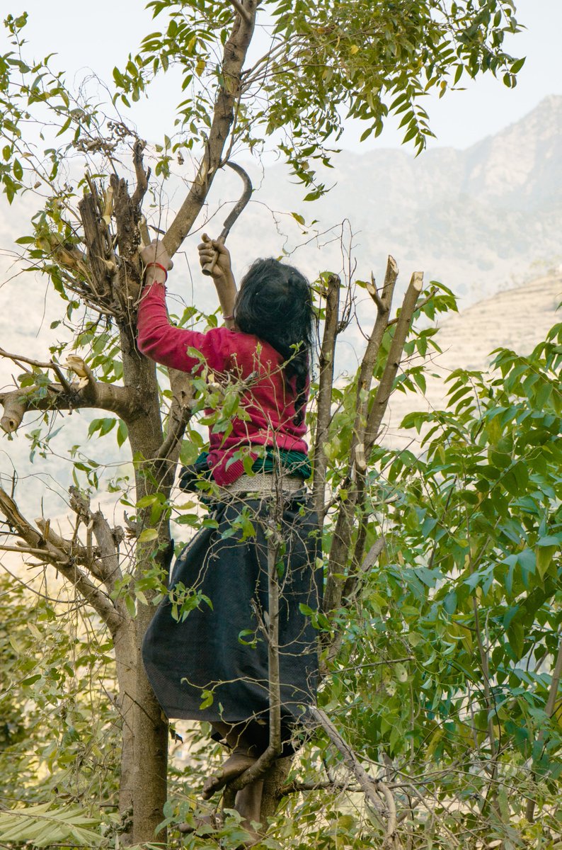 WeNaturalists's tweet photo. Return to #agroforestry empowers women in #Nepal 

A women’s group in the Kavre district decided to return to agroforestry four years ago, and they are already seeing the benefits.

Read more such stories here:
https://t.co/iwsgrVkosA

#WeNaturalists #womenempowerment https://t.co/bqF2fdOTBb