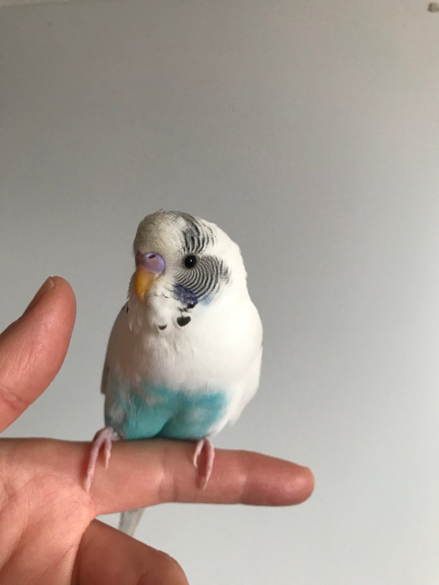 infinite_suki's tweet photo. 【拡散希望】お友達の可愛い可愛いセキセイインコのぴのこちゃんが青森県八戸市新井田で迷子になってしまいました。どんな情報でも構いません。何かあったらDMでお知らせくださいますようお願いいたします。
＃八戸 #はちのへ #八戸市 ＃インコ #セキセイインコ #拡散希望 ＃迷子 ＃新井田 ＃迷子 https://t.co/JGRYqX9vA0