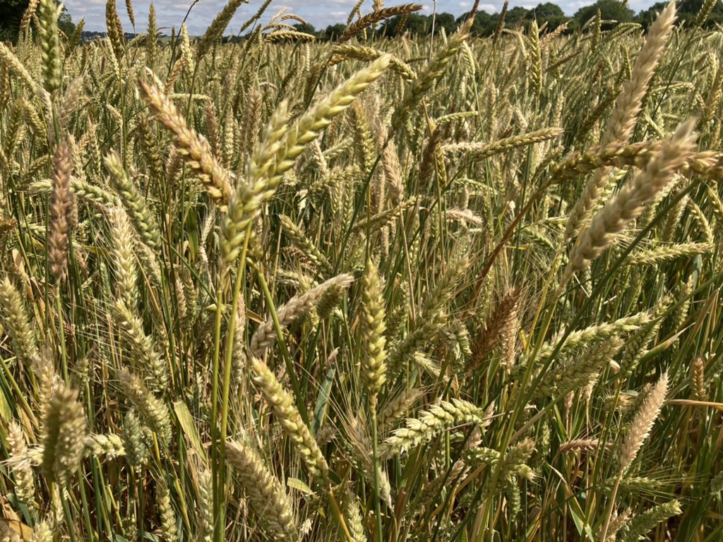 naked_barley's tweet photo. Oak Farm Population #wheat no two plants the same #ukgrainlab https://t.co/w8w8ZXvjzG