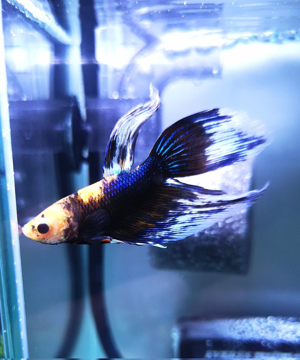cotarou1213's tweet photo. 今飼っているベタ
　　長生きしてね( ´ー`)
#ベタ
#アクアリウム https://t.co/WFCGHdOe2b