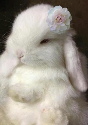 RabbitEveryHour's tweet photo. https://t.co/XJAnSNHEoJ