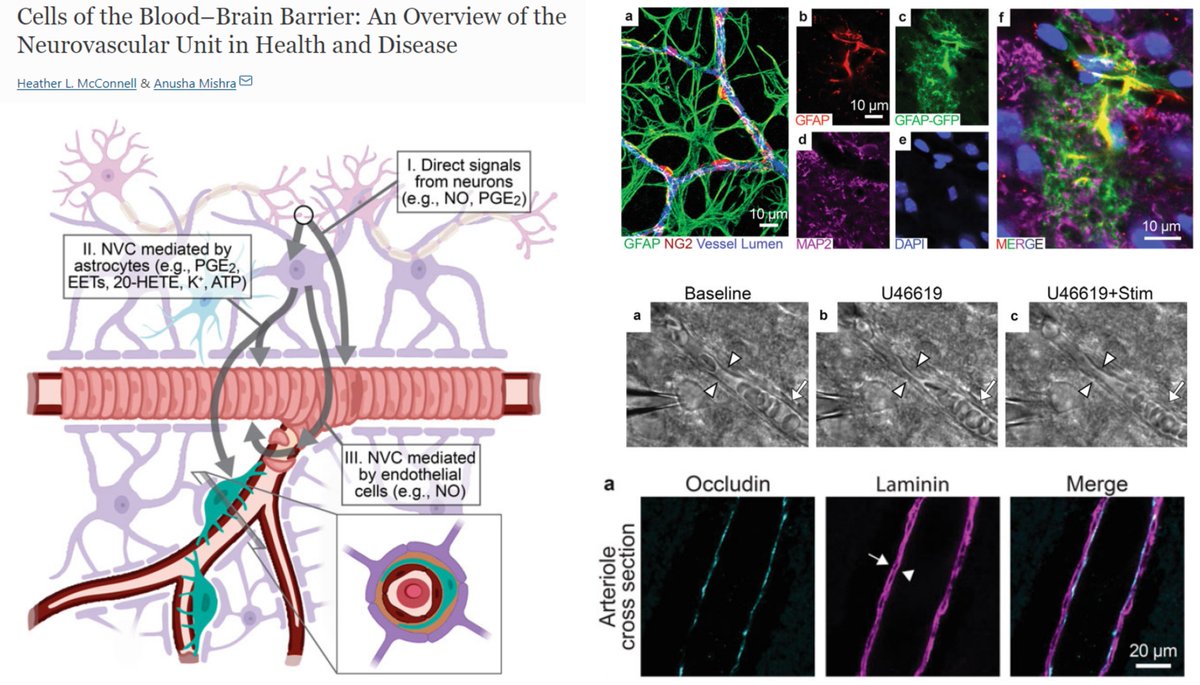 Cells of the #BloodBrainBarrier: An Overview of the Neurovascular Unit in Health &amp; Disease

Relearn BBB+#NeurovascularCoupling from this very enjoyable review by 
Dr. Heather McConnell <a href="/neurovessels/">Heather McConnell, PhD</a>
Dr. Anusha Mishra <a href="/Mishra_CBF_Lab/">Anusha Mishra</a>
Methods Mol Biol 2022 
link.springer.com/protocol/10.10…