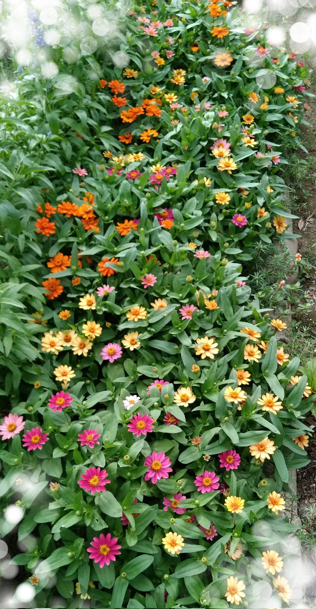 しゅみ花 日向の花壇に咲いたジニアの一部を日陰の花壇に移植してみましたが問題なく育っています 夏だから大丈夫みたい ミント の花 アップルミント オレンジミントほか が咲いたので花瓶にいけました キンカンの花がたくさん T Co