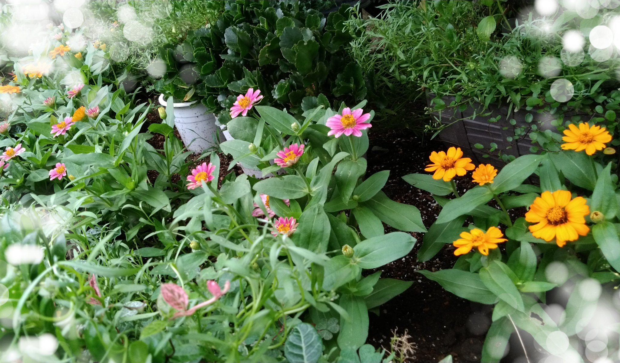 しゅみ花 日向の花壇に咲いたジニアの一部を日陰の花壇に移植してみましたが問題なく育っています 夏だから大丈夫みたい ミント の花 アップルミント オレンジミントほか が咲いたので花瓶にいけました キンカンの花がたくさん T Co