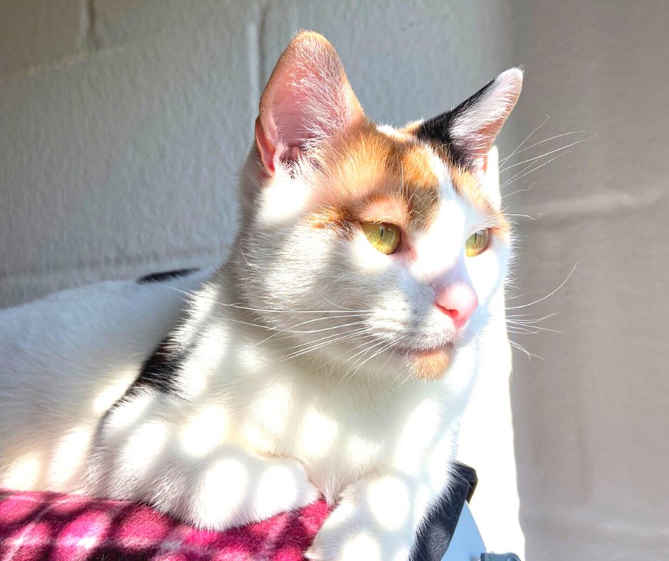 cotsdogscats's tweet photo. Is your cat drinking enough water? 🐈😎
🐈Offer water in a topped up ceramic/metal bowl with a big surface area
🐈Dot water bowls around the house
🐈Mixing in small amounts of water with their wet food
More tips 👇
https://t.co/SOrsim1sz0
#cotsdogscats #CATSUMMER #catadvice https://t.co/g6mdnPxMb4