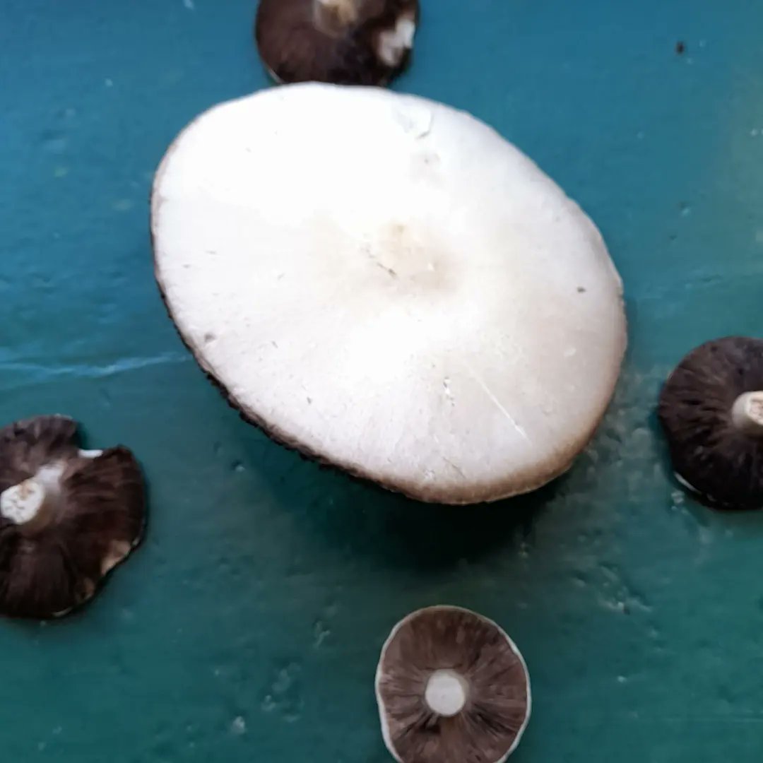 CountryClodagh's tweet photo. I'm going fully organic and free-range with my fungi fascinator folksπππ
#fungilove #fungiphotography #fasinators #wildmushrooms https://t.co/ZFXH1BFqTj