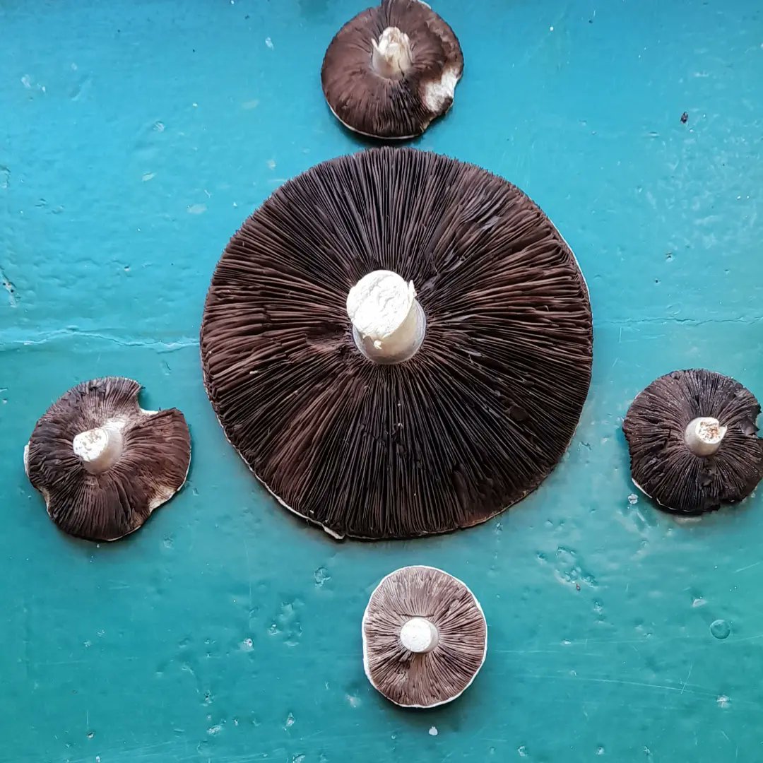 CountryClodagh's tweet photo. I'm going fully organic and free-range with my fungi fascinator folksπππ
#fungilove #fungiphotography #fasinators #wildmushrooms https://t.co/ZFXH1BFqTj