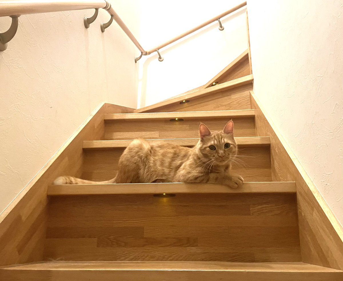 browncatsyun's tweet photo. お色味が同じで毎日踏みかけるんですけど堂々たる居座りですね王子 https://t.co/JOhJPCgLPQ
