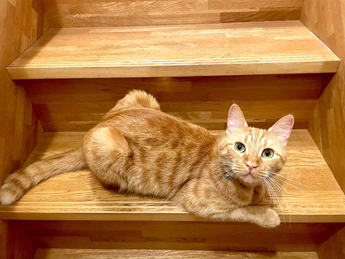 browncatsyun's tweet photo. お色味が同じで毎日踏みかけるんですけど堂々たる居座りですね王子 https://t.co/JOhJPCgLPQ