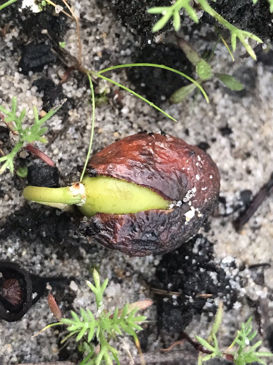 Fittzzyy's tweet photo. and some natural regeneration also thanks to a large feathered friend https://t.co/dClqjcqIjX