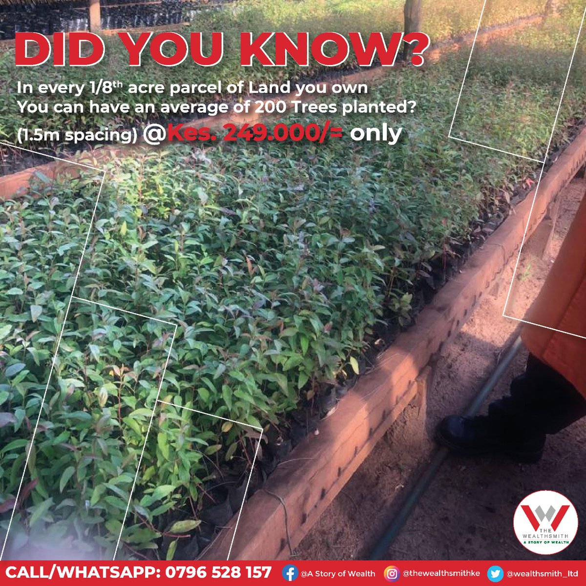 wealthsmith_ltd's tweet photo. Investing in Nanyuki Forest guarantees you an average of 200 trees in every 1/8th acre parcel of land you purchase.

For only Ksh249,000 begin your story of Wealth today.

Call/whatsapp +254796528157 / +254796528212.
https://t.co/LxVbgpV8dJ
#saturday #invest #MasculinitySaturday https://t.co/FAQfTpj0Kr