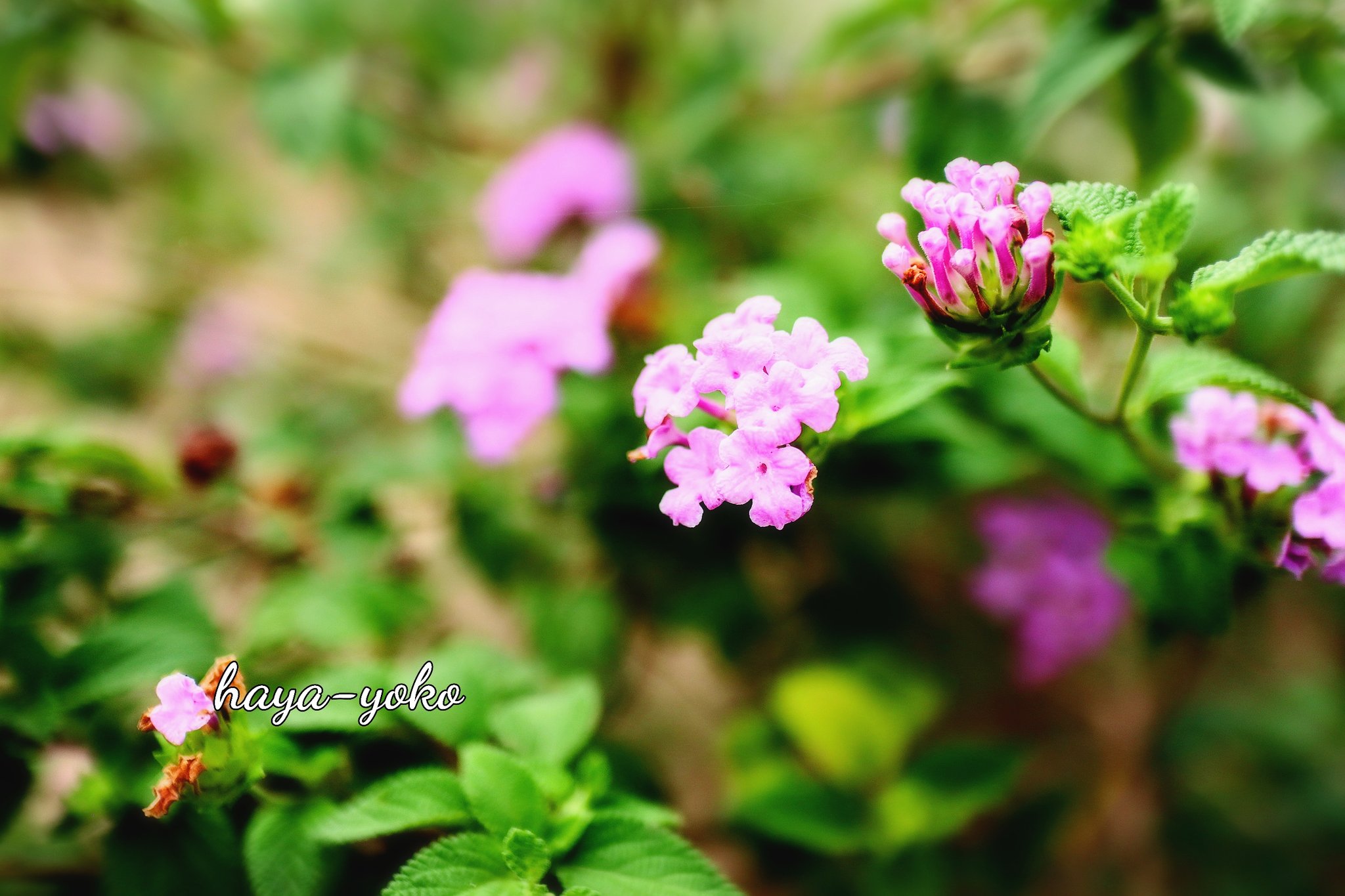 Rubi Evetania2 Twitter