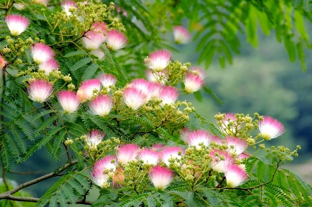 تويتر 福寿満希 フローリスト社会起業家 على تويتر おはようございます 7月15日の誕生花は ネムノキ 花言葉は 歓喜 胸のときめき などです 中国では不安解消や精神安定の生薬としても用いられるそうです T Co Lsgfliphz9