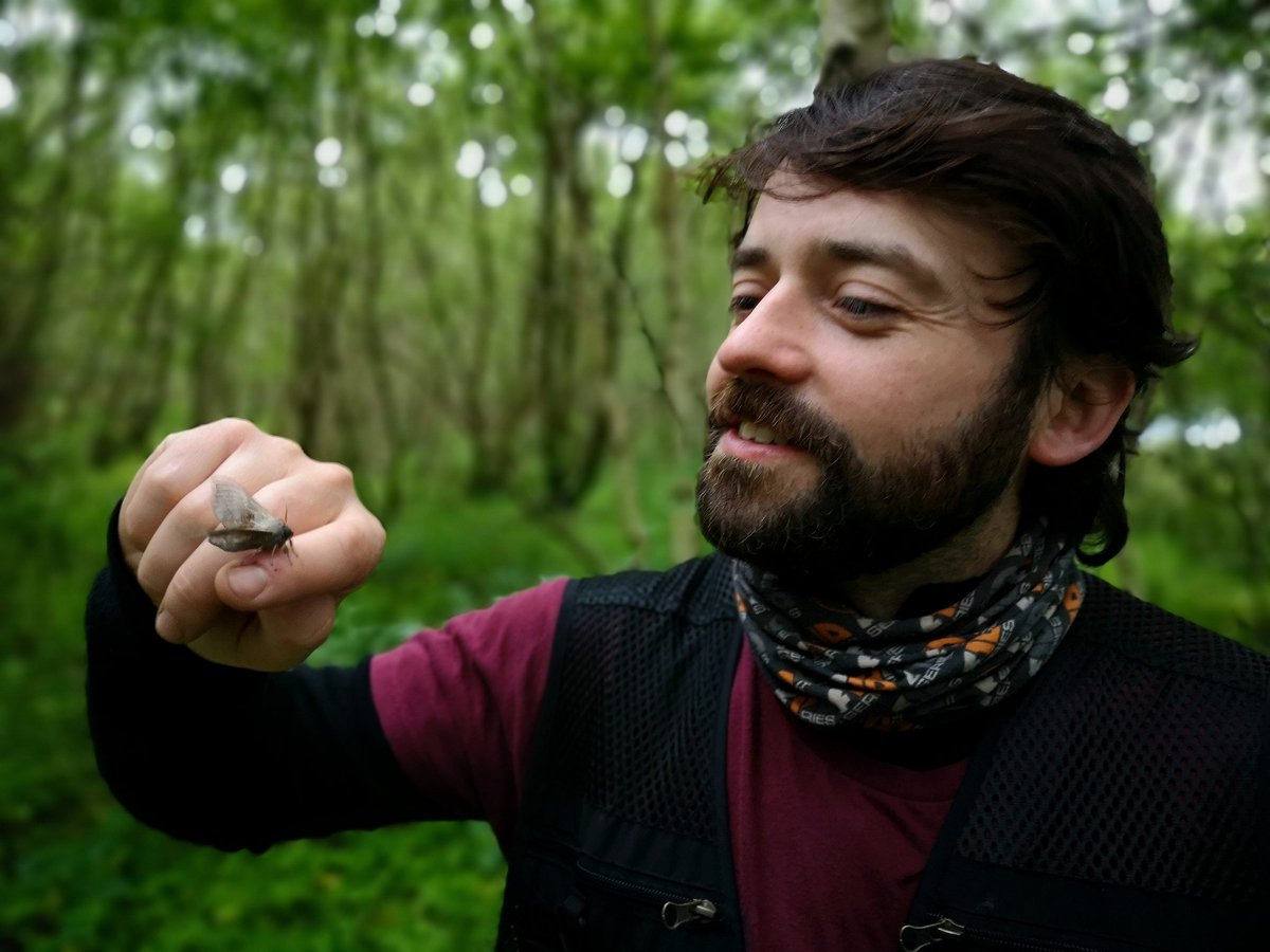 Senior Ecologist Euan Murray gets up close with a poplar hawk-moth (Laothoe populi), one of the largest #moths likely to be encountered in #Scotland (totally harmless). We're having fun with lots of moth surveys this year - why not get your own moth trap? #wildlife #entomology