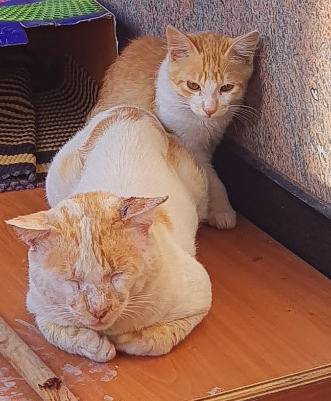 aparaprakriti's tweet photo. @Amaichar_Anil Like father like son...
#Caturday
#ourpets https://t.co/QlVmajvPcb