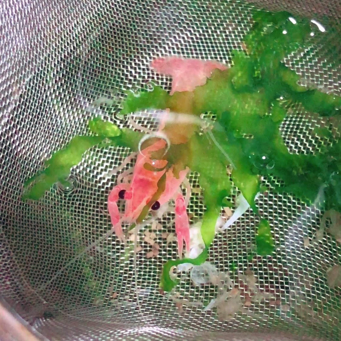 まるみや 概 念 アクバス4f 朗報 稚ザリが回復 Shorts T Co 3ekxsxqkqy Youtubeより ひっくり返ってしまってた稚ザリが持ち直してくれて嬉しい 食欲もあるし ひっくり返ることも無くなりました 諦めないでよかった ザリガニ