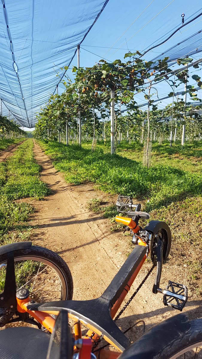 froilancan's tweet photo. I didn't know there were kiwis in this area. #Gimenells #recumbent #trike https://t.co/YSh6DwtbbH