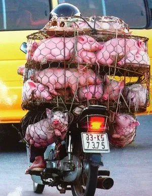 JohnOberg's tweet image. Treating animals like this is never okay. RT if you agree. 😡