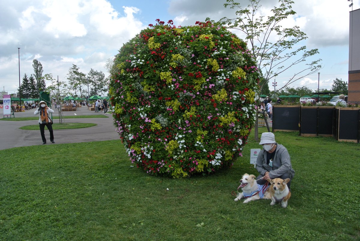 robin34058290's tweet photo. 少し前ですがガーデンフェスタ北海道へ行ってきました。色んな花屋ガーデニングを楽しんできましたが暑かった。
#コーギー
#ボーダーコリー https://t.co/rIGezMx0xx