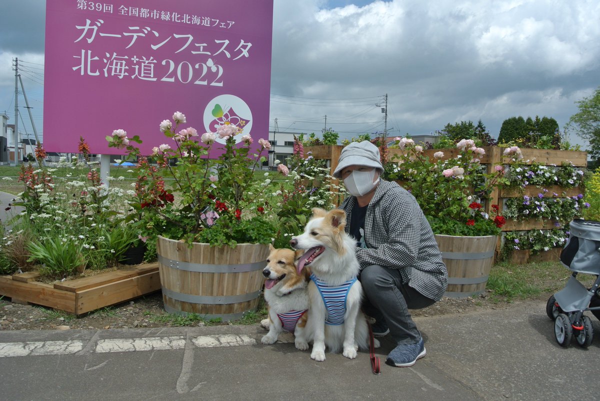 robin34058290's tweet photo. 少し前ですがガーデンフェスタ北海道へ行ってきました。色んな花屋ガーデニングを楽しんできましたが暑かった。
#コーギー
#ボーダーコリー https://t.co/rIGezMx0xx