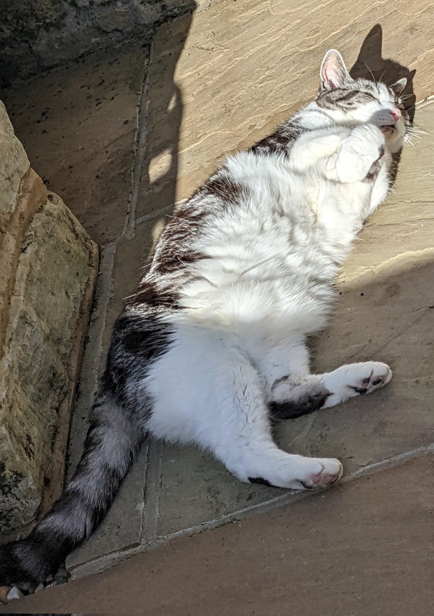 TillyTomsk's tweet photo. @ClareToHere @UnitedSpaceCats Maeve and Hamish would get on a treat! Happy #Caturday  😻 https://t.co/WFpgxqPb8c