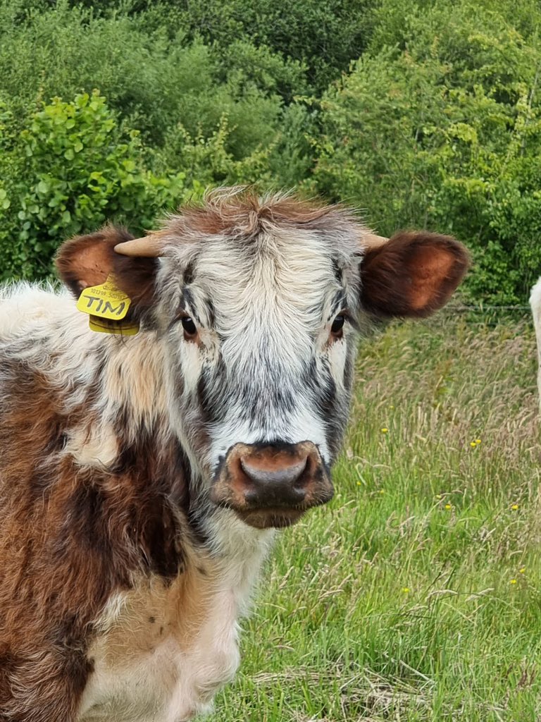 Susan's Farm tweet media