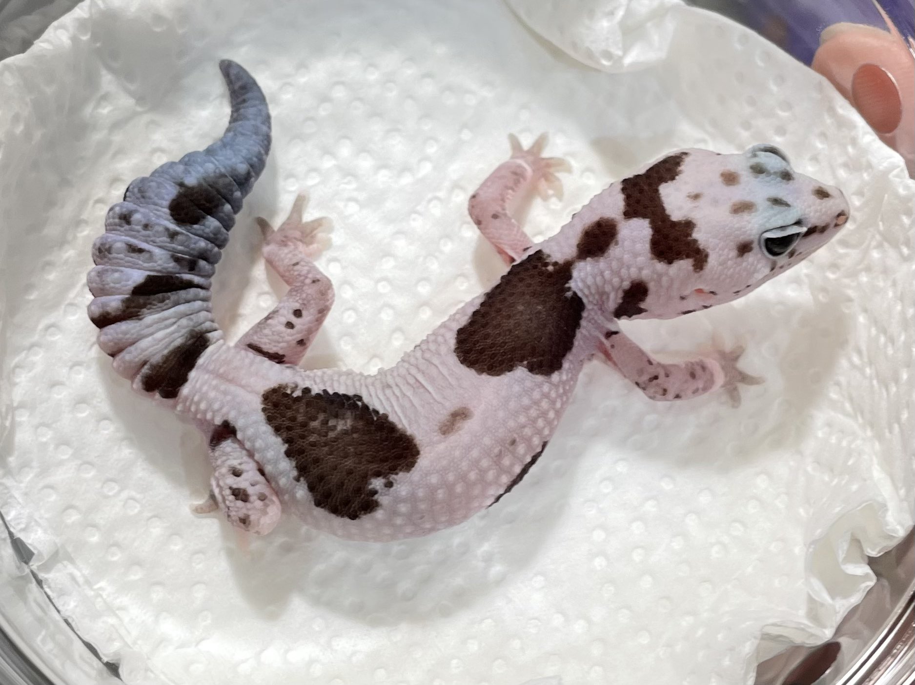 SHN REPTILES 2.0💮27日EXPO on X: 