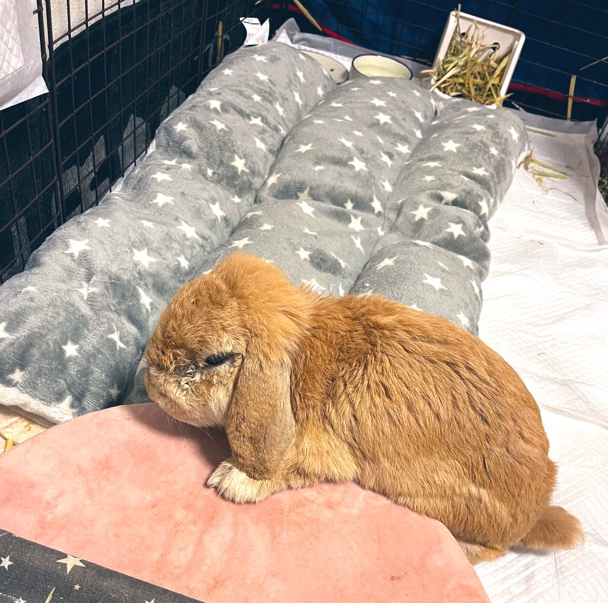 この体勢が楽みたいなんで、応急処置ですがクッション敷いてみました。現状ずり這い状態で動くことができる感じです。
体を起こしていられないためお水も吸水ボトルから飲むのが難しいのでお皿にいれてみました。
なにかほかにアドバイス等ありましたらよろしくお願いします🥺