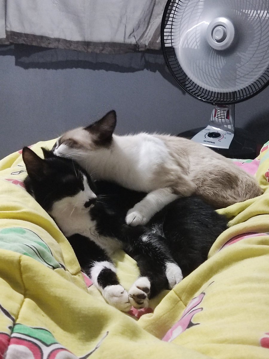 BellyBoone's tweet photo. Meus amores ❤️ https://t.co/M52ozerJrx