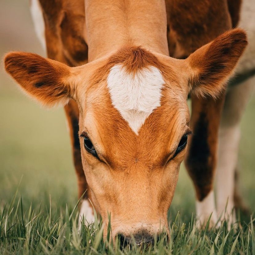📅 13th July 2022
🏷️ Instagram/cattlemanphotography
💕 #animaloftheday